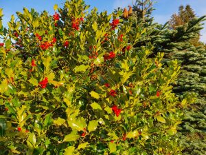 Corona virus - har du også ondt i maven?