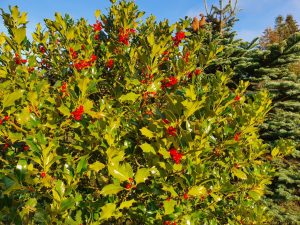 Corona virus - har du også ondt i maven?