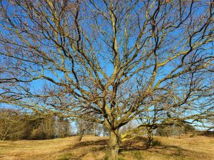 Corona virus - har du også ondt i maven?