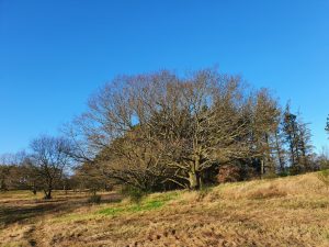 Corona virus - har du også ondt i maven?