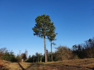 Corona virus - har du også ondt i maven?