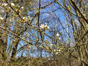 Corona virus - har du også ondt i maven?