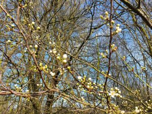 Corona virus - har du også ondt i maven?