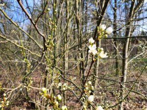 Corona - kaos, kærlighed og kreativitet