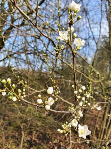 Corona virus - har du også ondt i maven?