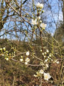 Corona virus - har du også ondt i maven?