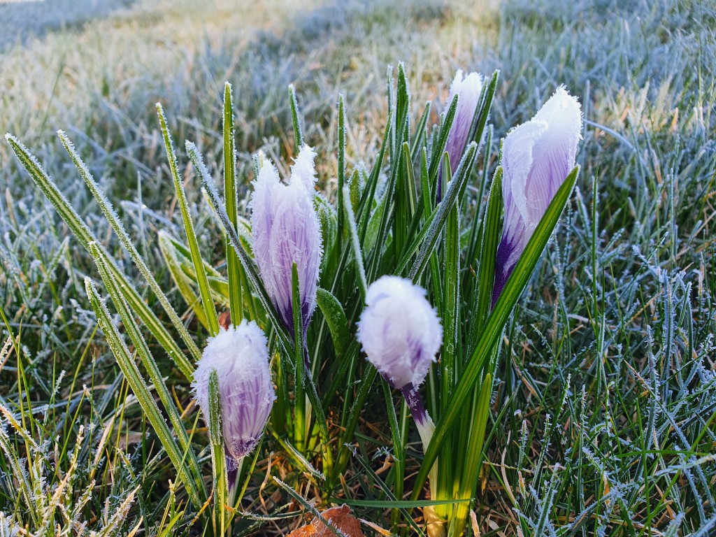 Corona - kaos, kærlighed og kreativitet