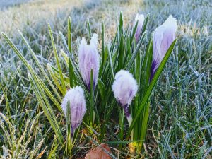 Corona - kaos, kærlighed og kreativitet