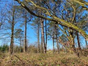 Fuglefløjt og en bange Corona knude i maven 