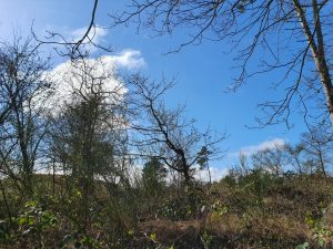 Fuglefløjt og en bange Corona knude i maven 