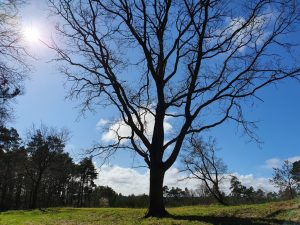 Fuglefløjt og en bange Corona knude i maven 