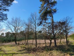 Fuglefløjt og en bange Corona knude i maven 