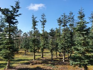 Fuglefløjt og en bange Corona knude i maven 