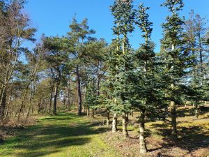 Fuglefløjt og en bange Corona knude i maven 