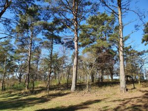 Fuglefløjt og en bange Corona knude i maven 