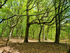 På tur i den grønne bøgeskov - skønne maj