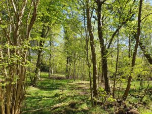 På tur i den grønne bøgeskov - skønne maj