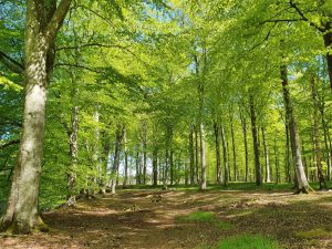 På tur i den grønne bøgeskov - skønne maj