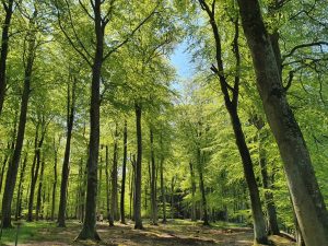På tur i den grønne bøgeskov - skønne maj
