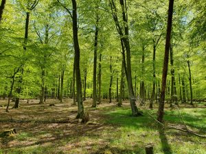 På tur i den grønne bøgeskov - skønne maj