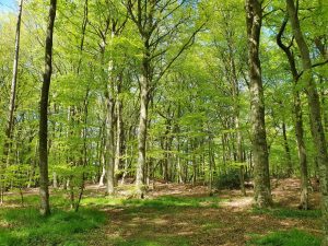 På tur i den grønne bøgeskov - skønne maj