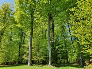 På tur i den grønne bøgeskov - skønne maj