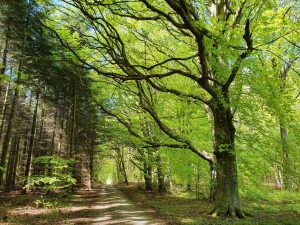 På tur i den grønne bøgeskov - skønne maj