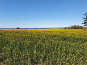 Sommerhus under Corona - et åndehul 