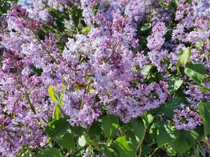 Sommerhus under Corona - et åndehul 