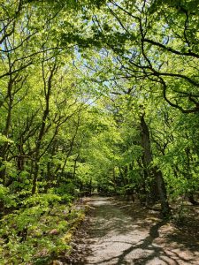Sommerhus under Corona - et åndehul 