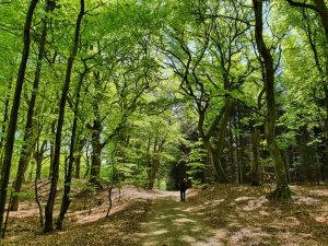 Sommerhus under Corona - et åndehul 