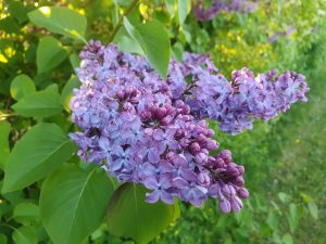 Sommerhus under Corona - et åndehul 