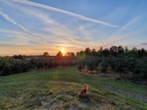 Sommerhus under Corona - et åndehul 