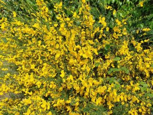 Sommerhus under Corona - et åndehul 