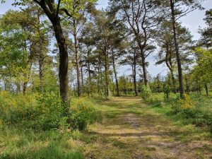 Sommerhus under Corona - et åndehul 