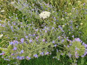 På sommer tur i Nordjylland: Aalborg & Sæby