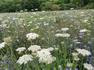 På sommer tur i Nordjylland: Aalborg & Sæby