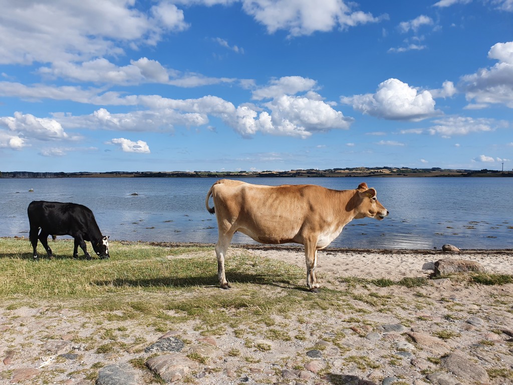 Mols og Kalø Slotsruin - vil du med på tur?