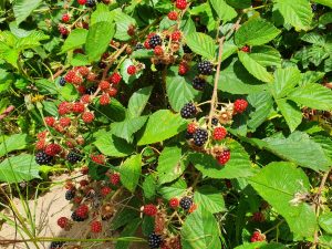 Brombær opskrifter - kager og søde sager