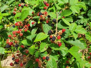 Brombær opskrifter - kager og søde sager