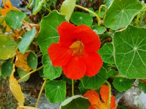 Hilsen og efterårsglimt til dig fra sommerhuset