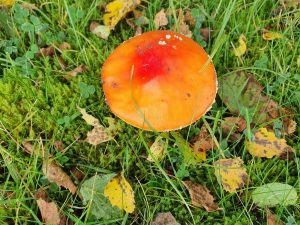 Update på borrelia infektion - sådan går det