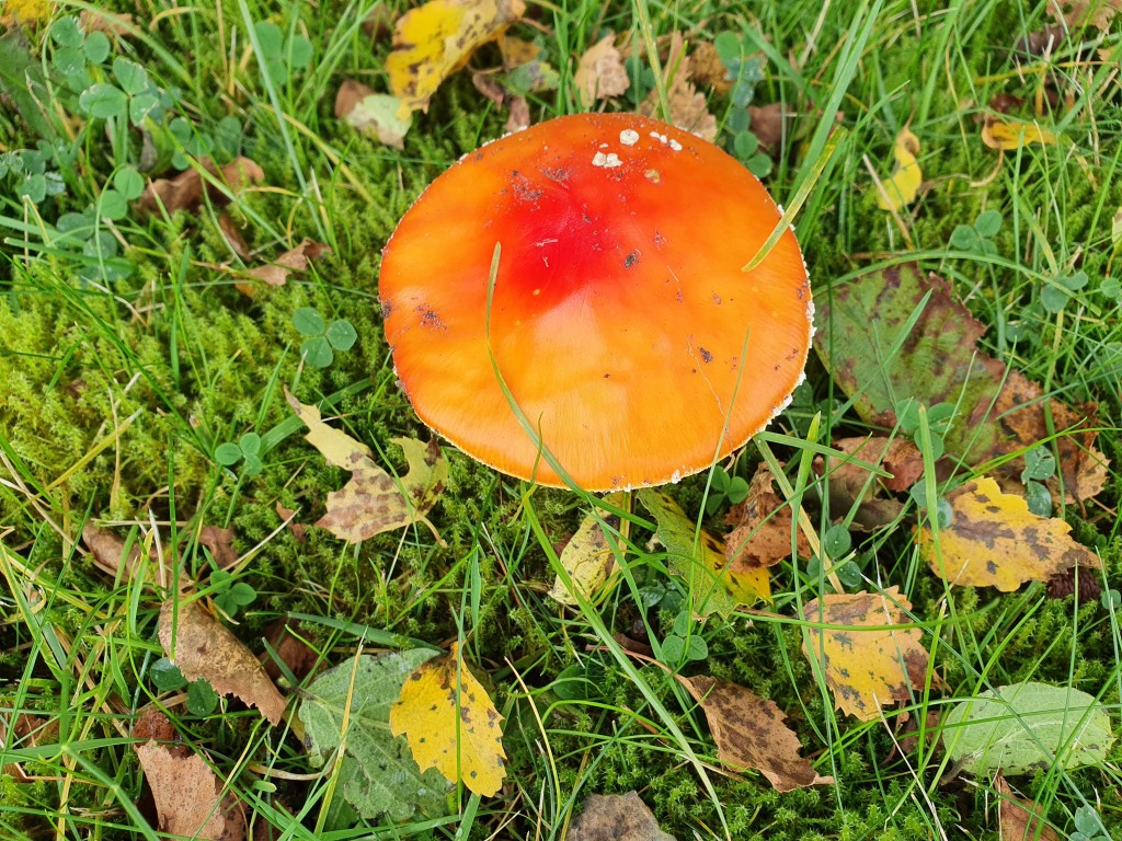 Update på borrelia infektion - sådan går det