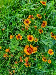 Hilsen og efterårsglimt til dig fra sommerhuset