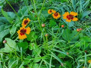 Hilsen og efterårsglimt til dig fra sommerhuset