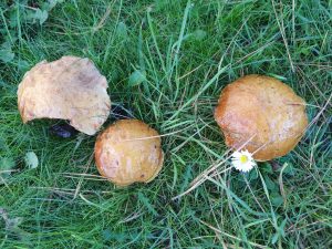 Hilsen og efterårsglimt til dig fra sommerhuset