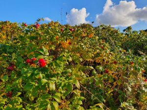 Hilsen og efterårsglimt til dig fra sommerhuset