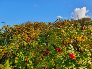 Hilsen og efterårsglimt til dig fra sommerhuset