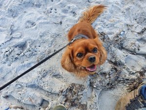 Hilsen og efterårsglimt til dig fra sommerhuset