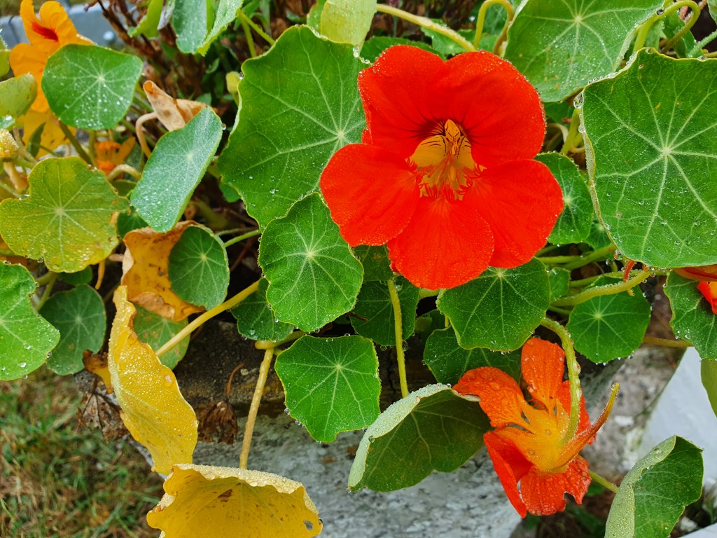 Mine børn er i Nordjylland - et presset morhjerte